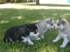 **Akc Siberian Husky Puppies seeking New homes **